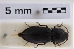 Foto (Dorsalansicht) von Pseudanostirus densatus (NHMW-ZOO-COL-0007931)